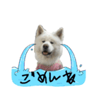 ケアリーの秋田犬ブラザーズ（個別スタンプ：15）