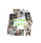 ケアリーの秋田犬ブラザーズ（個別スタンプ：16）
