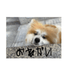 ケアリーの秋田犬ブラザーズ（個別スタンプ：17）