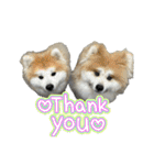 ケアリーの秋田犬ブラザーズ（個別スタンプ：18）