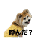 ケアリーの秋田犬ブラザーズ（個別スタンプ：19）