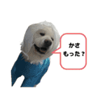 ケアリーの秋田犬ブラザーズ（個別スタンプ：20）