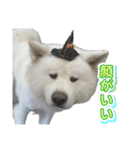 ケアリーの秋田犬ブラザーズ（個別スタンプ：22）