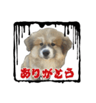 ケアリーの秋田犬ブラザーズ（個別スタンプ：23）