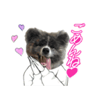 ケアリーの秋田犬ブラザーズ（個別スタンプ：24）