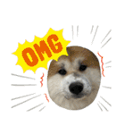 ケアリーの秋田犬ブラザーズ（個別スタンプ：25）