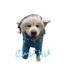 ケアリーの秋田犬ブラザーズ（個別スタンプ：26）