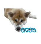 ケアリーの秋田犬ブラザーズ（個別スタンプ：27）