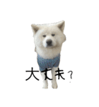 ケアリーの秋田犬ブラザーズ（個別スタンプ：28）