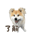ケアリーの秋田犬ブラザーズ（個別スタンプ：30）