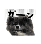 ケアリーの秋田犬ブラザーズ（個別スタンプ：32）