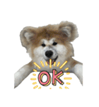 ケアリーの秋田犬ブラザーズ（個別スタンプ：35）