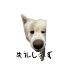 ケアリーの秋田犬ブラザーズ（個別スタンプ：36）