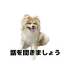 ケアリーの秋田犬ブラザーズ（個別スタンプ：37）