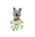 ケアリーの秋田犬ブラザーズ（個別スタンプ：38）