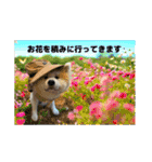 ケアリーの秋田犬ブラザーズ（個別スタンプ：40）