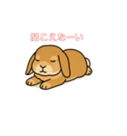 スタンプがうさぎ（個別スタンプ：9）