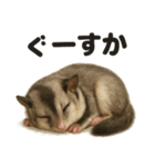 癒し系フクロモモンガの眠いラインスタンプ（個別スタンプ：9）