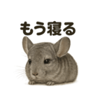 癒し系チンチラの眠いラインスタンプ（個別スタンプ：4）