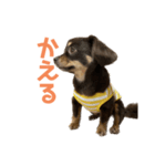 anera 2.0（個別スタンプ：5）