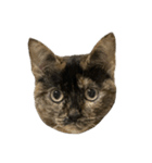 さびねこちまき（個別スタンプ：1）