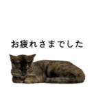 さびねこちまき（個別スタンプ：3）