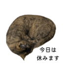 さびねこちまき（個別スタンプ：4）