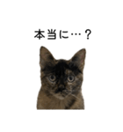 さびねこちまき（個別スタンプ：5）