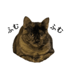 さびねこちまき（個別スタンプ：8）