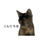さびねこちまき（個別スタンプ：10）