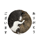 さびねこちまき（個別スタンプ：13）