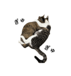 さびねこちまき（個別スタンプ：15）