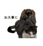 さびねこちまき（個別スタンプ：16）