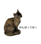 さびねこちまき（個別スタンプ：20）