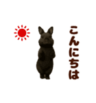 踊る！うさぎMAX/ウサギ/兎/ラビット（個別スタンプ：2）