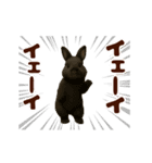 踊る！うさぎMAX/ウサギ/兎/ラビット（個別スタンプ：9）