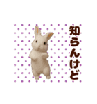 踊る！うさぎMAX/ウサギ/兎/ラビット（個別スタンプ：13）