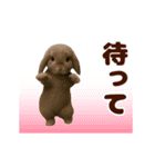 踊る！うさぎMAX/ウサギ/兎/ラビット（個別スタンプ：17）