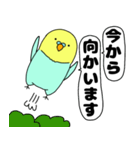 【吹き出し】インコのぴーちゃん（個別スタンプ：30）