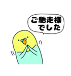 【吹き出し】インコのぴーちゃん（個別スタンプ：34）