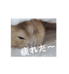 動く！ムギスタンプ（個別スタンプ：10）