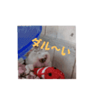 動く！ムギスタンプ（個別スタンプ：15）