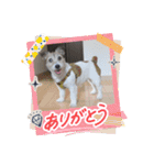 ハチコとグリコ2025（個別スタンプ：13）