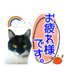 ヤングミツ夫の日常会話（夏バージョン)（個別スタンプ：1）