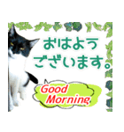 ヤングミツ夫の日常会話（夏バージョン)（個別スタンプ：5）