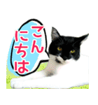 ヤングミツ夫の日常会話（夏バージョン)（個別スタンプ：6）