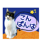 ヤングミツ夫の日常会話（夏バージョン)（個別スタンプ：7）
