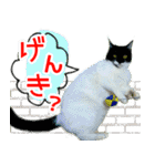 ヤングミツ夫の日常会話（夏バージョン)（個別スタンプ：10）
