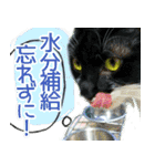 ヤングミツ夫の日常会話（夏バージョン)（個別スタンプ：15）