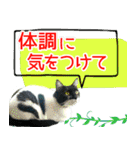 ヤングミツ夫の日常会話（夏バージョン)（個別スタンプ：16）
